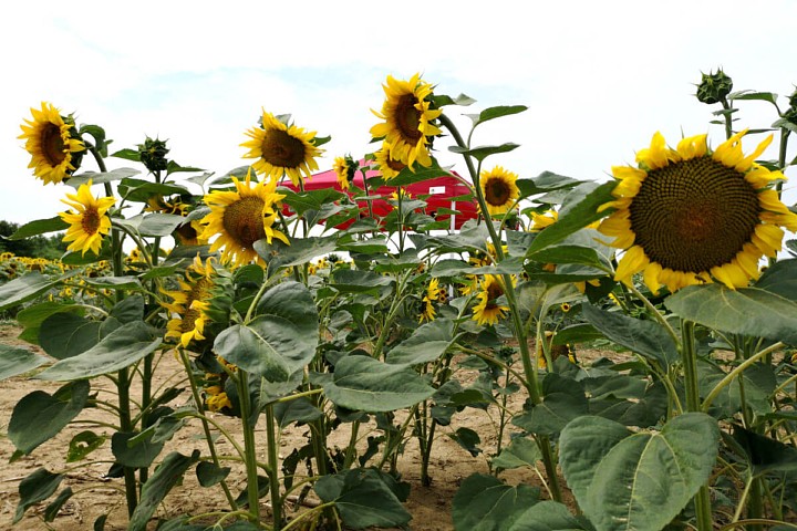 trädgårdstält 3x3m